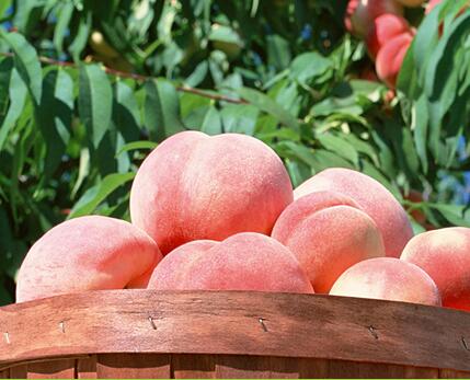 pe-rt地暖管廠家